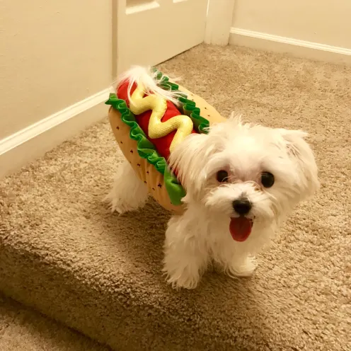 Rahila the dog in a hot dog costume